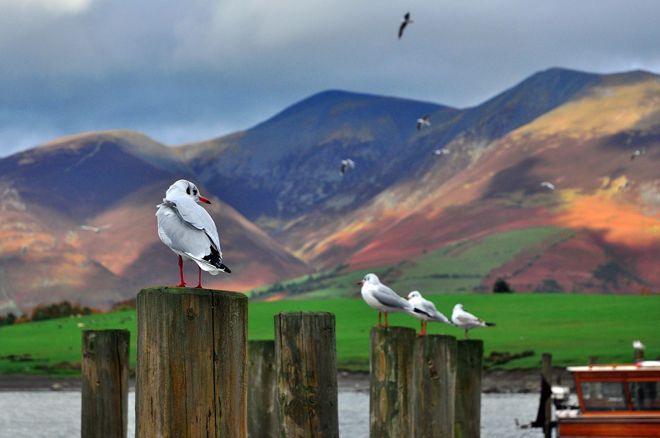 UK Environment Bill reintroduced to Parliament